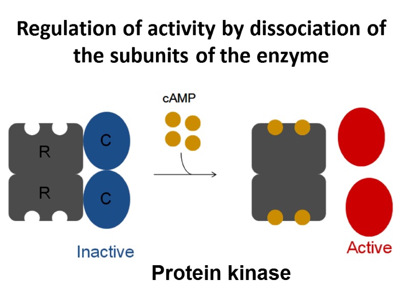 Regulation of activity by dissociation of the subunits of the enzyme Protein kinase